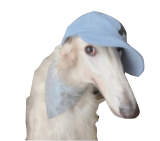 photo of a borzoi dog in a hat and wearing a little scarf